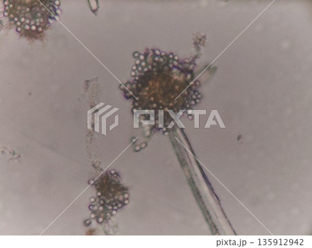 コウジカビの分生子 135912942