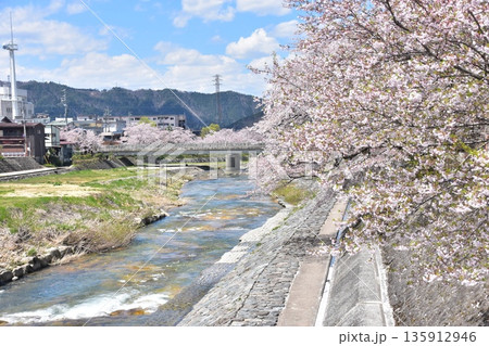 日本の岐阜県の高山市　満開の桜と美しい青空　宮川と歩道になっている土手　周辺の街並みと住居 135912946