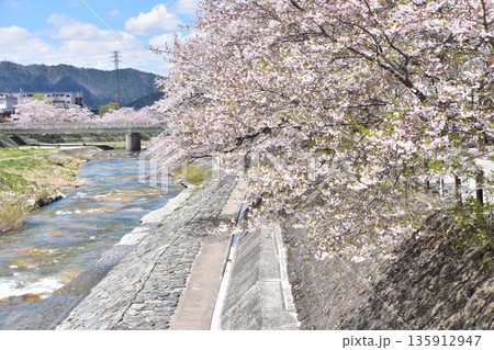 日本の岐阜県の高山市　満開の桜と美しい青空　宮川と歩道になっている土手　周辺の街並みと住居 135912947