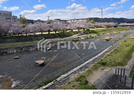 日本の岐阜県の高山市 満開の桜と美しい青空 宮川と歩道になっている土手 周辺の街並みと住居 日本の岐阜県の高山市 満開の桜と美しい青空 宮川と歩道になっている土手 周辺の街並みと住居 135912959