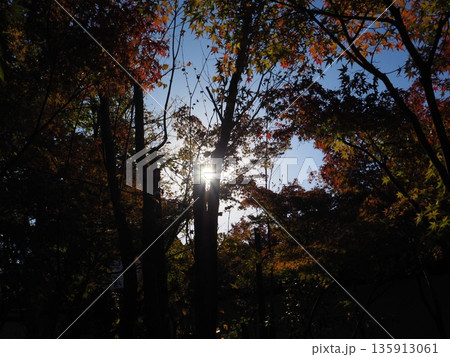 紅葉したモミジと木漏れ日 135913061