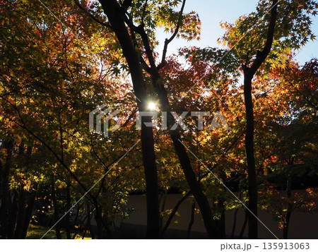 紅葉したモミジと木漏れ日 紅葉したモミジと木漏れ日 135913063