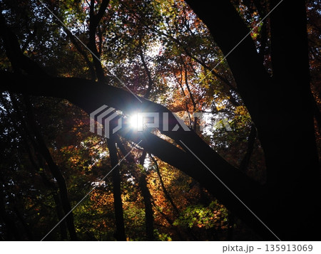 紅葉したモミジと木漏れ日 紅葉したモミジと木漏れ日 135913069
