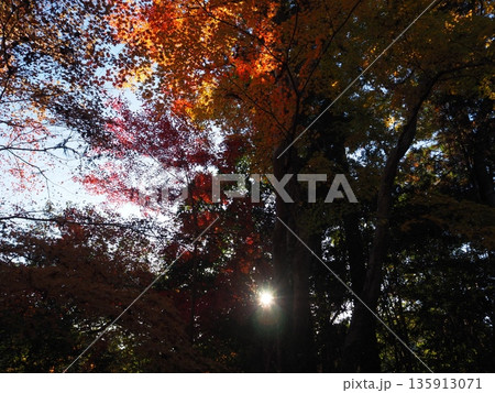 紅葉したモミジと木漏れ日 紅葉したモミジと木漏れ日 135913071