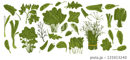 Leafy Greens Vegetables Illustration Set Leafy Greens Vegetables Illustration Set 135913240