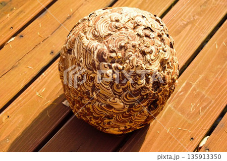 キイロスズメバチの巣 135913350