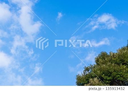 秋の山で青空と木を見上げる15 秋の山で青空と木を見上げる15 135913432