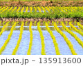 田植え直後の水田と反射する稲 135913600