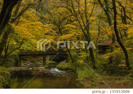 日本　広島県庄原市東城町にある帝釈峡　上帝釈の帝釈川沿いの紅葉した木々 135913606