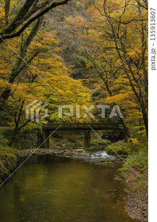 日本　広島県庄原市東城町にある帝釈峡　上帝釈の帝釈川沿いの紅葉した木々 135913607
