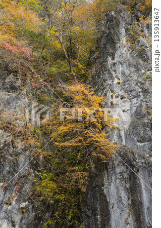 日本　広島県庄原市東城町にある帝釈峡　上帝釈の帝釈川沿いの絶壁と紅葉した木々 135913647