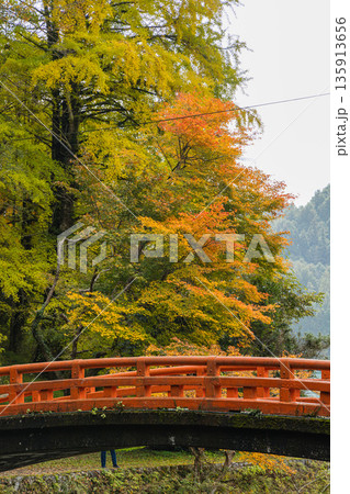 日本 広島県庄原市東城町にある帝釈峡 上帝釈の帝釈川沿いの紅葉した木々 日本 広島県庄原市東城町にある帝釈峡 上帝釈の帝釈川沿いの紅葉した木々 135913656