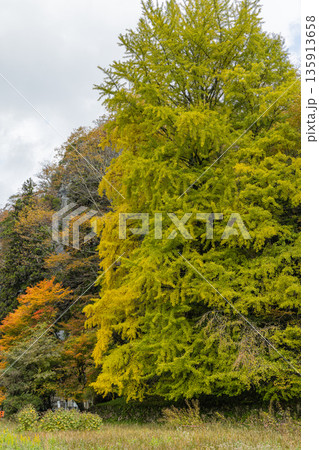 日本 広島県庄原市東城町にある帝釈峡 上帝釈の帝釈川沿いの紅葉した木々 日本 広島県庄原市東城町にある帝釈峡 上帝釈の帝釈川沿いの紅葉した木々 135913658