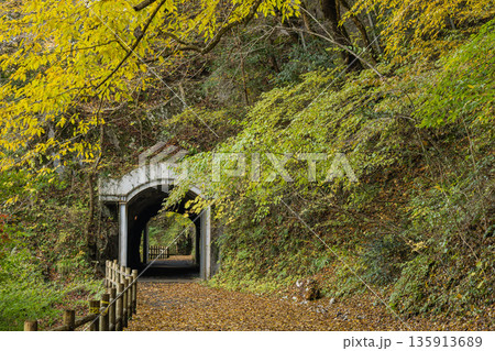 日本　広島県庄原市東城町にある帝釈峡　ダム湖である神龍湖の紅葉した木々 135913689