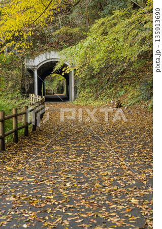 日本　広島県庄原市東城町にある帝釈峡　ダム湖である神龍湖の紅葉した木々 135913690