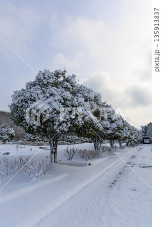 雪に覆われた冬のぎふワールドローズガーデンのバラ園風景 雪に覆われた冬のぎふワールドローズガーデンのバラ園風景 135913837