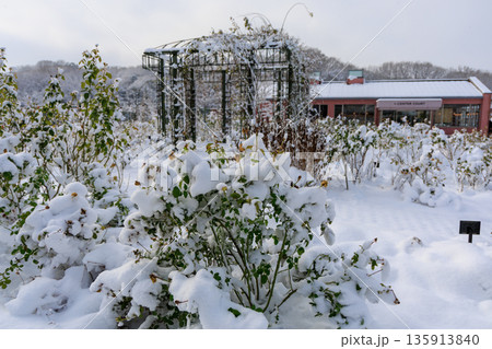 雪に覆われた冬のぎふワールドローズガーデンのバラ園風景 雪に覆われた冬のぎふワールドローズガーデンのバラ園風景 135913840
