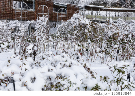 雪に覆われた冬のぎふワールドローズガーデンのバラ園風景 135913844