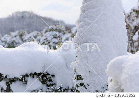 雪に覆われた冬のぎふワールドローズガーデンのバラ園風景 135913852