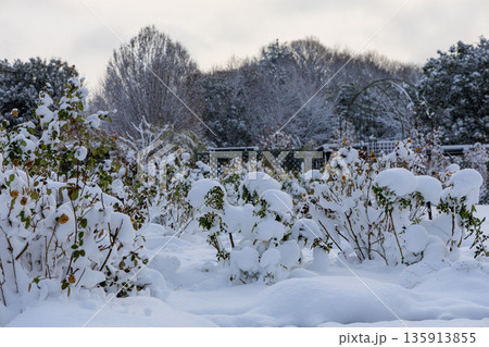 雪に覆われた冬のぎふワールドローズガーデンのバラ園風景 135913855