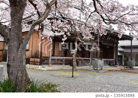 滋賀県高島市 泉慶寺本堂と満開桜 滋賀県高島市 泉慶寺本堂と満開桜 135913898