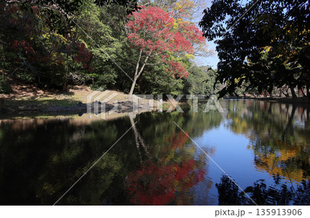 栗林公園南庭の西湖に臨む会僊巖から紫雲山麓の西湖岸の櫨の木の紅葉を見る 栗林公園南庭の西湖に臨む会僊巖から紫雲山麓の西湖岸の櫨の木の紅葉を見る 135913906