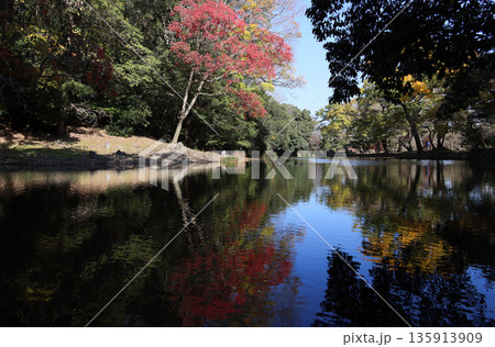 栗林公園南庭の西湖に臨む会僊巖から紫雲山麓の西湖岸の櫨の木の紅葉を見る 栗林公園南庭の西湖に臨む会僊巖から紫雲山麓の西湖岸の櫨の木の紅葉を見る 135913909