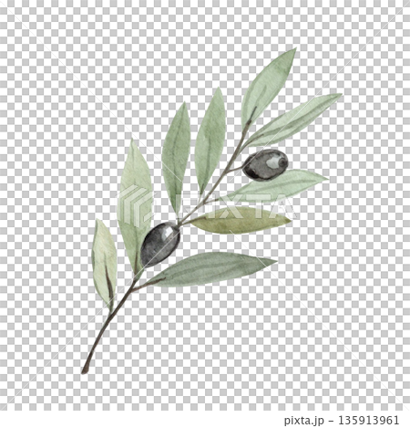Olive branch isolated, symbol of peace, humility and spiritual renewal during Lent season. Minimal watercolor illustration for Christian design, church media, devotion projects, calm religious layouts 135913961