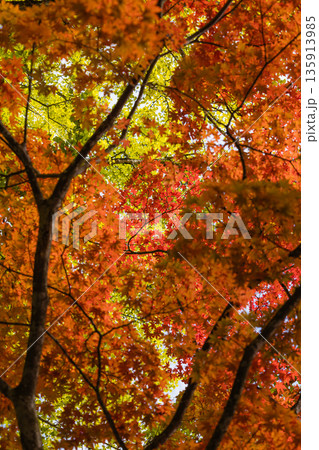 日本 岡山県真庭市蒜山にある徳山神社の紅葉したモミジと黄葉した銀杏 日本 岡山県真庭市蒜山にある徳山神社の紅葉したモミジと黄葉した銀杏 135913985