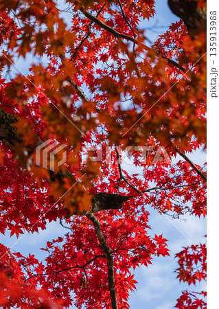 日本 岡山県真庭市蒜山にある徳山神社の真っ赤に紅葉したモミジ 日本 岡山県真庭市蒜山にある徳山神社の真っ赤に紅葉したモミジ 135913988
