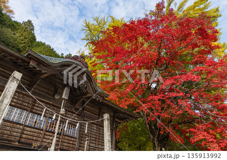 日本　 岡山県真庭市蒜山にある徳山神社の紅葉したモミジと黄葉した銀杏 135913992