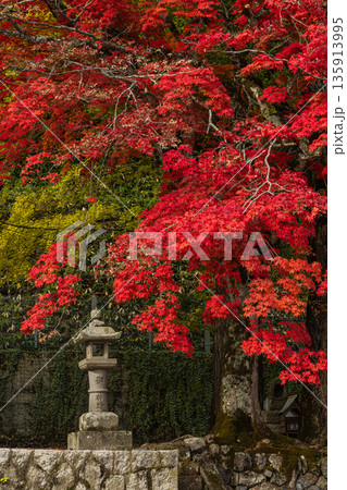 日本 岡山県真庭市蒜山にある徳山神社の紅葉したモミジと黄葉した銀杏 日本 岡山県真庭市蒜山にある徳山神社の紅葉したモミジと黄葉した銀杏 135913995