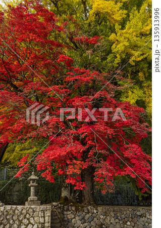 日本 岡山県真庭市蒜山にある徳山神社の紅葉したモミジと黄葉した銀杏 日本 岡山県真庭市蒜山にある徳山神社の紅葉したモミジと黄葉した銀杏 135913996