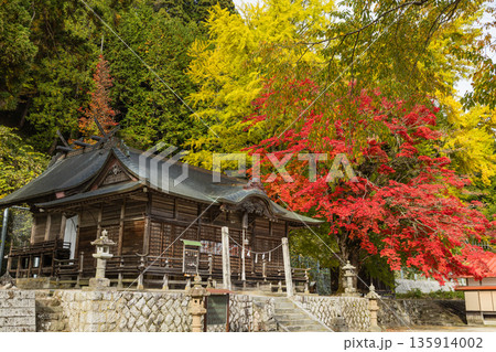 日本　 岡山県真庭市蒜山にある徳山神社の紅葉したモミジと黄葉した銀杏 135914002