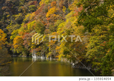 日本　広島県庄原市東城町にある帝釈峡　ダム湖である神龍湖と紅葉した木々 135914054