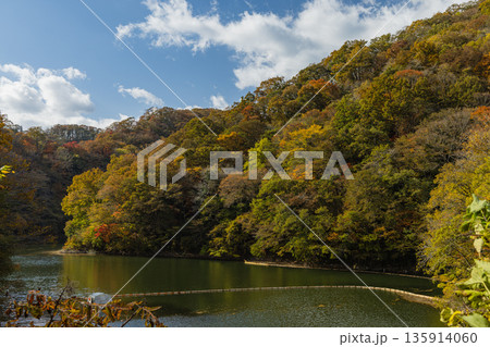 日本　広島県庄原市東城町にある帝釈峡　ダム湖である神龍湖と紅葉した木々 135914060