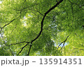 鮮やかな新緑 135914351