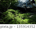 深緑に包まれる古いお寺の屋根 135914352