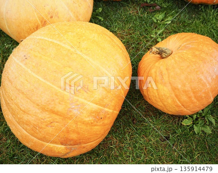 芝生に並ぶ大きなオバケカボチャ ハロウィンイメージ 芝生に並ぶ大きなオバケカボチャ ハロウィンイメージ 135914479