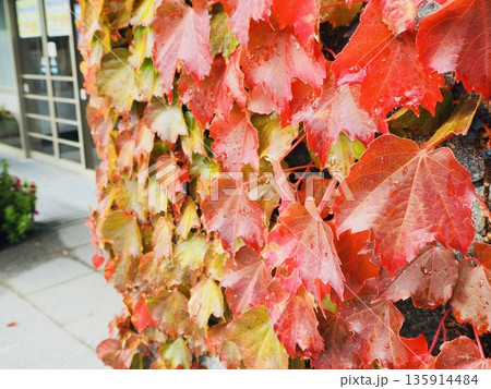 建物の壁一面を覆う真っ赤に紅葉した蔦 秋の背景 135914484