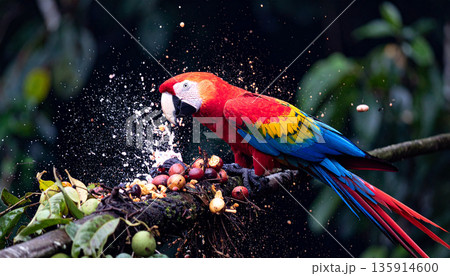 Macaw in Amazon Canopy. Nature Concept. Generated Image 135914600