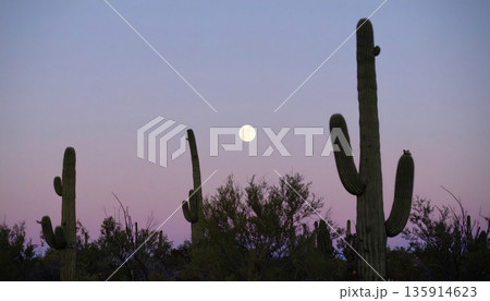 Moonrise Over Desert Cactus . Nature Concept. Generated Image 135914623