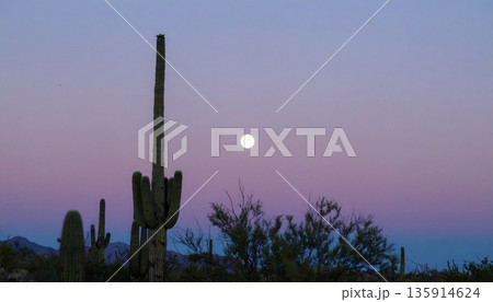 Moonrise Over Desert Cactus . Nature Concept. Generated Image 135914624