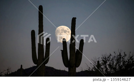 Moonrise Over Desert Cactus . Nature Concept. Generated Image 135914627
