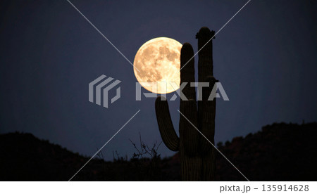 Moonrise Over Desert Cactus . Nature Concept. Generated Image 135914628