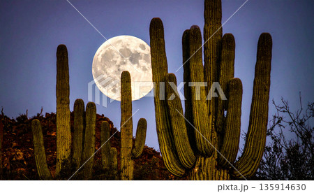 Moonrise Over Desert Cactus . Nature Concept. Generated Image 135914630