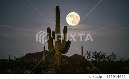 Moonrise Over Desert Cactus . Nature Concept. Generated Image 135914631