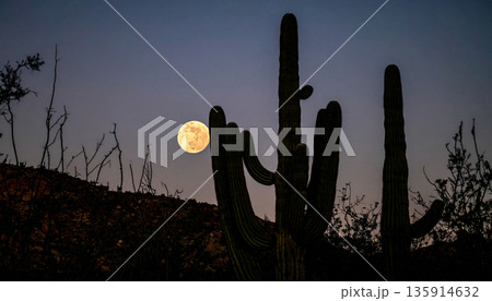 Moonrise Over Desert Cactus . Nature Concept. Generated Image 135914632