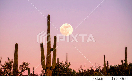 Moonrise Over Desert Cactus . Nature Concept. Generated Image 135914639