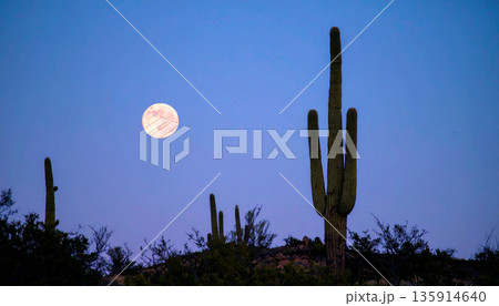 Moonrise Over Desert Cactus . Nature Concept. Generated Image 135914640